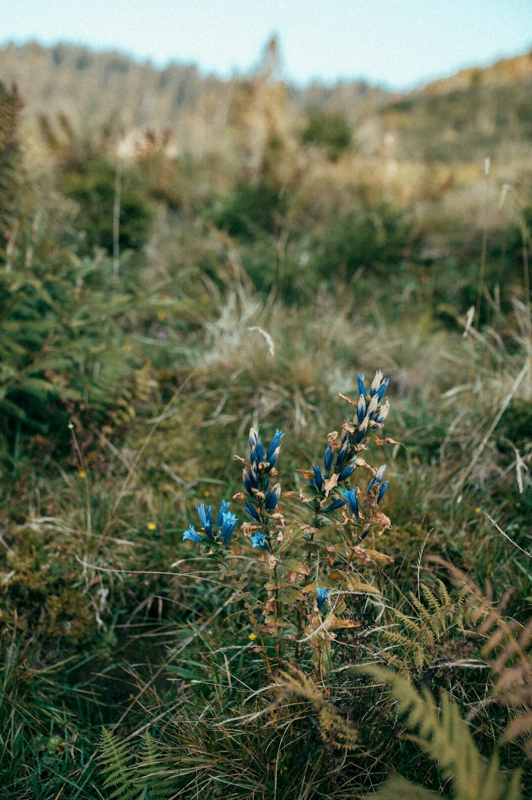 forest plants and herbs