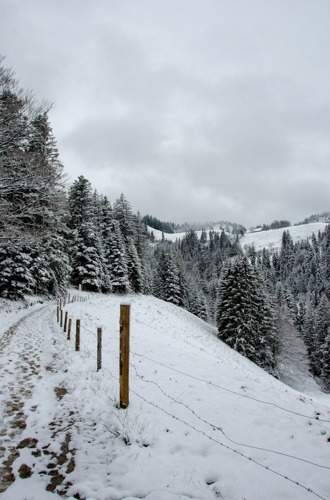hidden swiss forest path