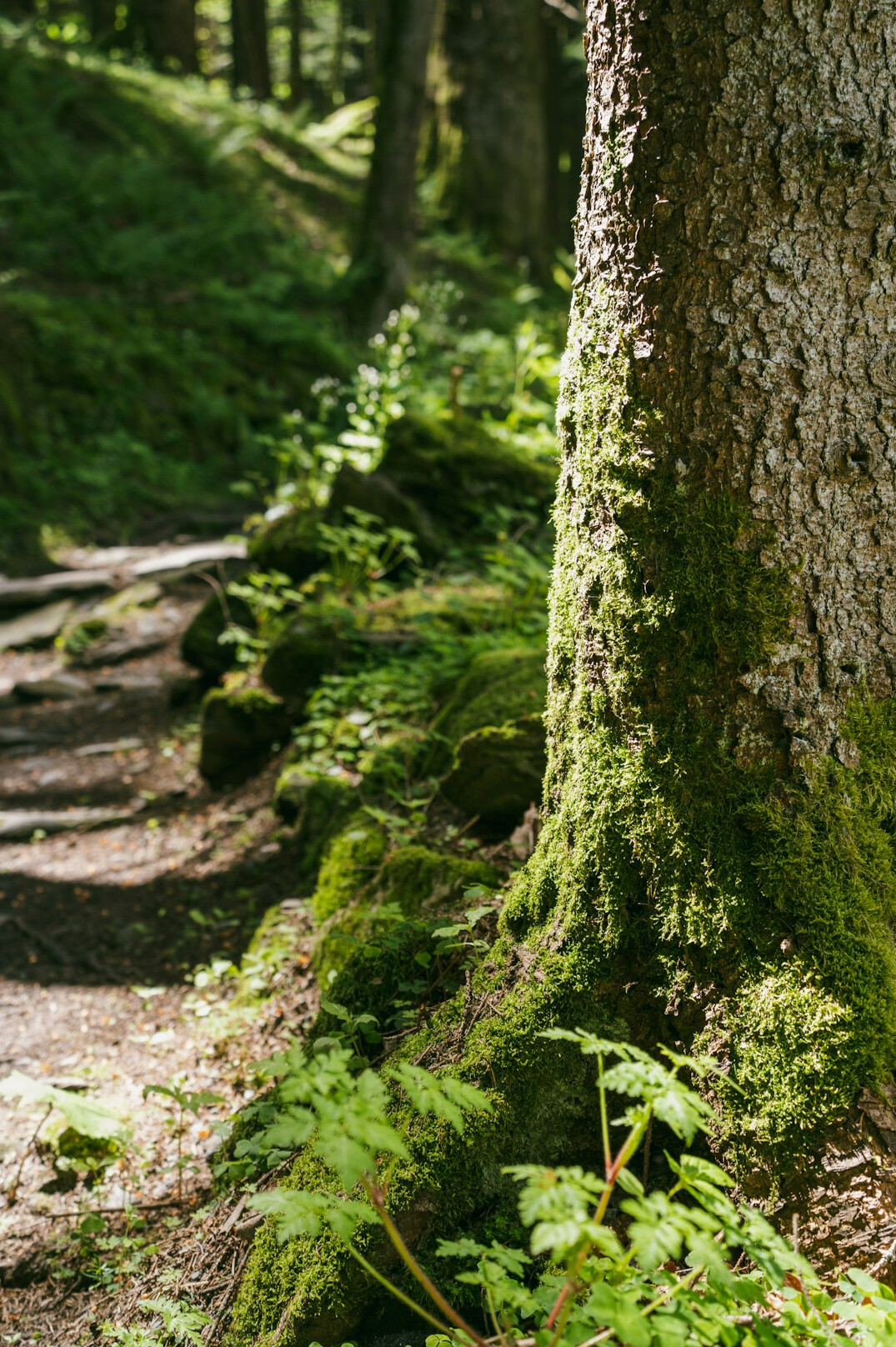 swiss forest path